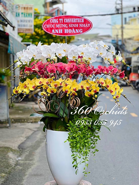 Chậu lan hồ điệp kết hợp - Hạnh phúc ấm êm