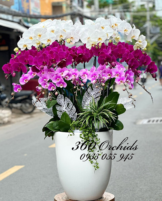 Chậu lan hồ điệp kết hợp - Tứ quý lộc tài