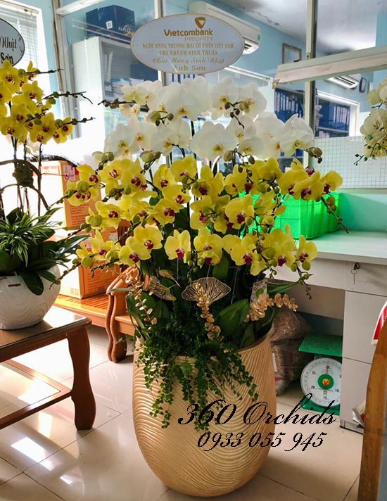 Chậu lan hồ điệp kết hợp - Mệnh phú quý