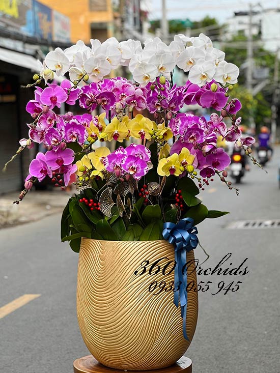Chậu lan hồ điệp kết hợp - Vẻ đẹp độc nhất