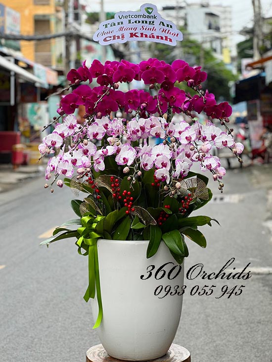 Chậu lan hồ điệp kết hợp - Thịnh vượng
