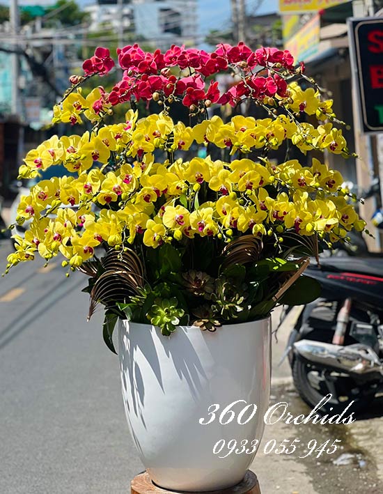 Chậu lan hồ điệp kết hợp - Lộc tài như ý