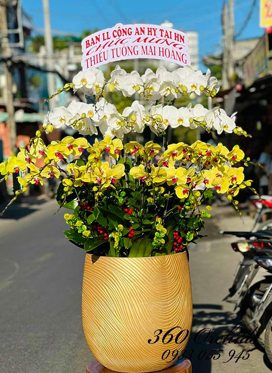 Chậu lan hồ điệp kết hợp - Sự nghiệp vươn cao