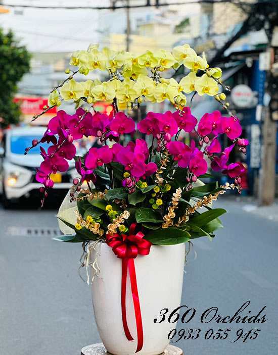 Chậu lan hồ điệp kết hợp - Sắc màu rực rỡ
