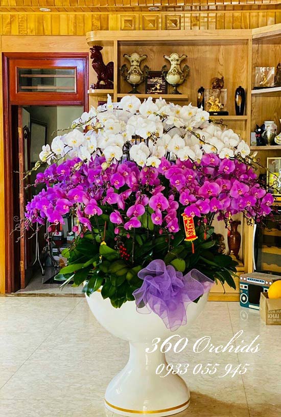 Chậu lan hồ điệp kết hợp - May mắn phát tài