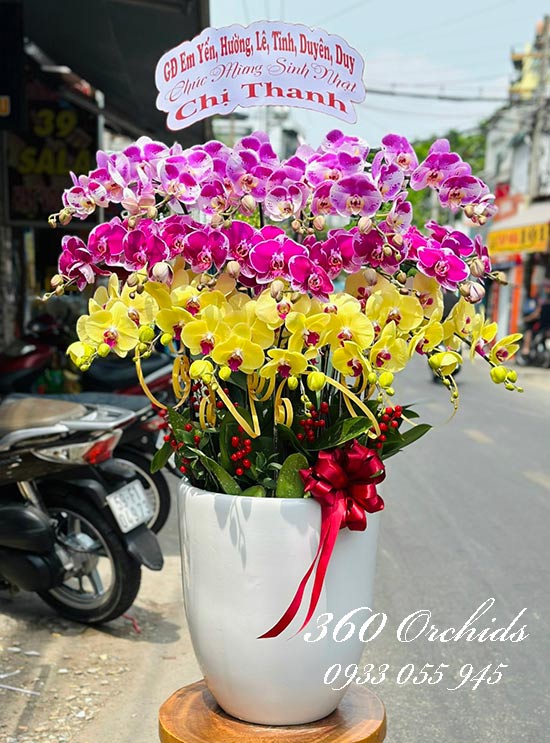 Chậu lan hồ điệp kết hợp - Hạnh phúc viên mãn
