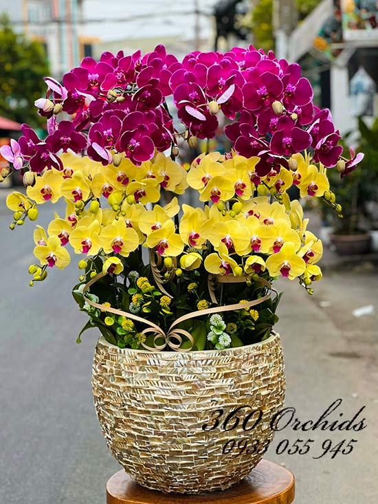 Chậu lan hồ điệp kết hợp - Vẻ đẹp hiện đại