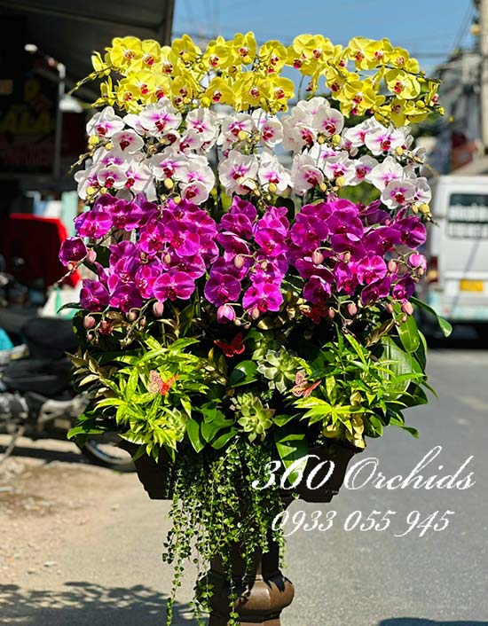 Lan hồ điệp ghép gỗ lũa - An khang phú quý