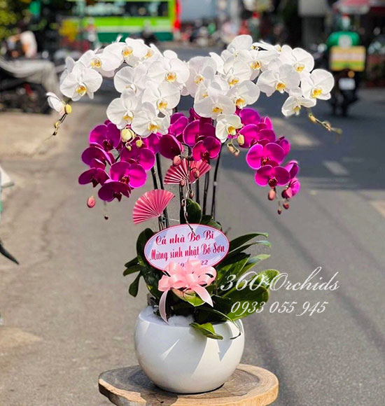 Chậu lan hồ điệp kết hợp 7 cành - Đầm ấm hạnh phúc