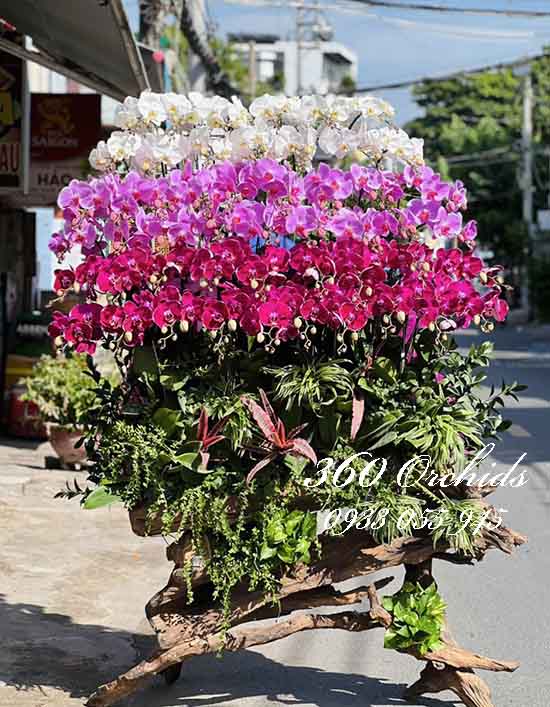 Lan hồ điệp ghép gỗ lũa - Một đời sung túc