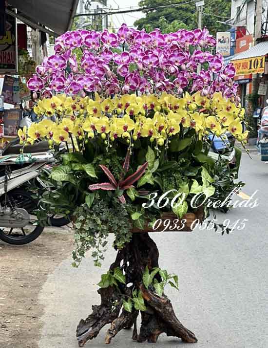 Lan hồ điệp ghép gỗ lũa - Rạng rỡ tứ phương
