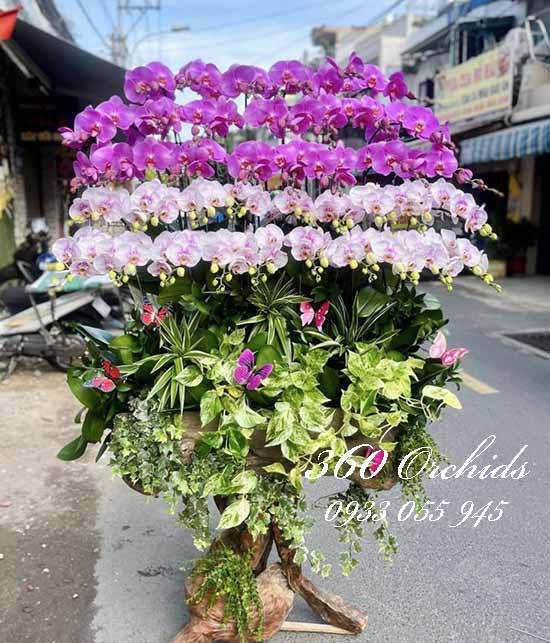 Lan hồ điệp ghép gỗ lũa - Sống đời hạnh phúc