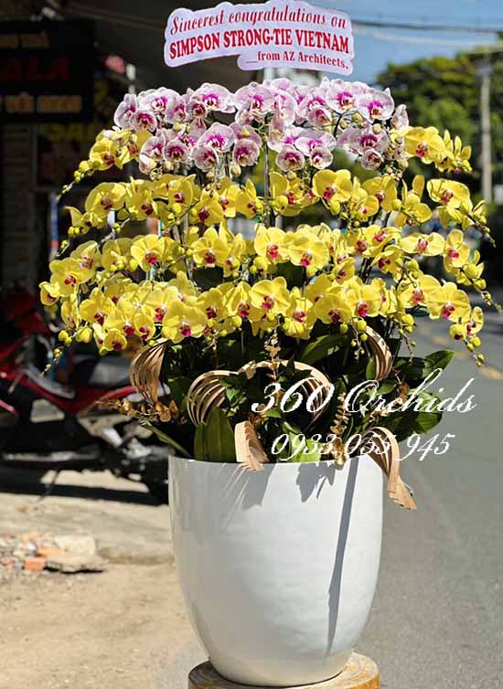 Chậu lan hồ điệp kết hợp - Phúc sinh tài