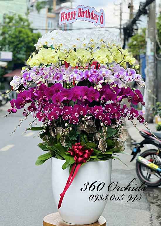 Chậu lan hồ điệp kết hợp - Đa sắc vạn lộc