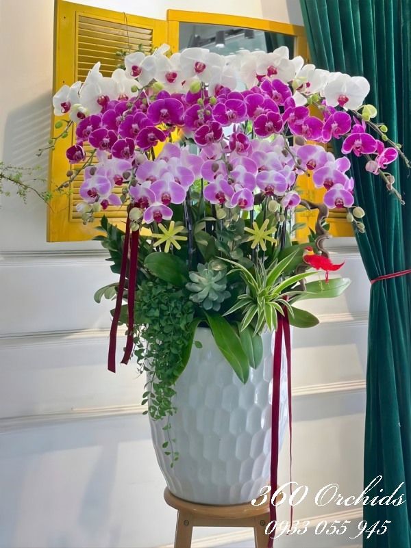 Chậu lan hồ điệp kết hợp - Vững bước thành công