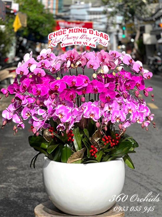 Chậu lan hồ điệp kết hợp - Hương sắc dịu dàng