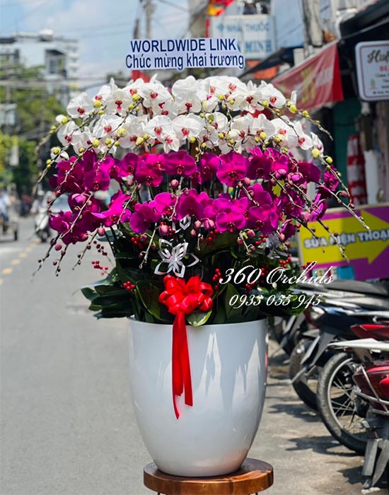 Chậu lan hồ điệp kết hợp - Cung đường hoa