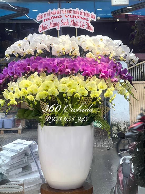 Chậu lan hồ điệp kết hợp - Muôn màu muôn sắc