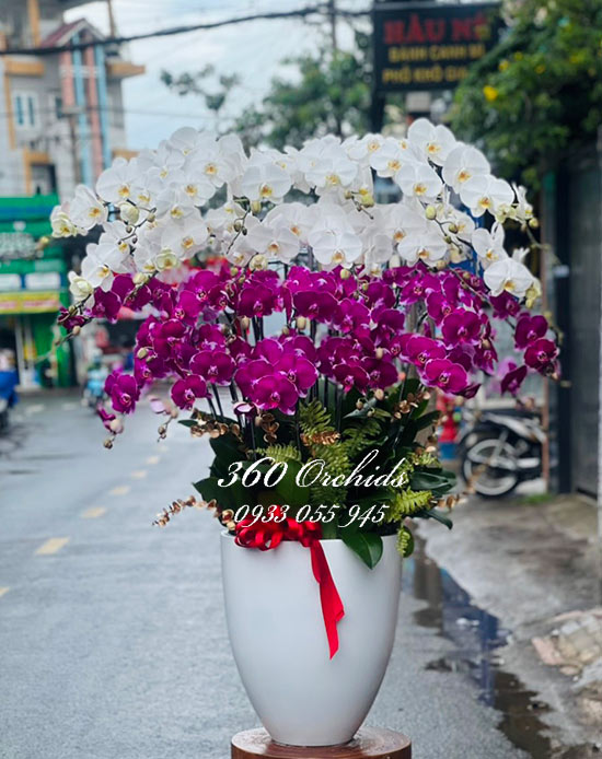 Chậu lan hồ điệp kết hợp - Mỹ cảnh