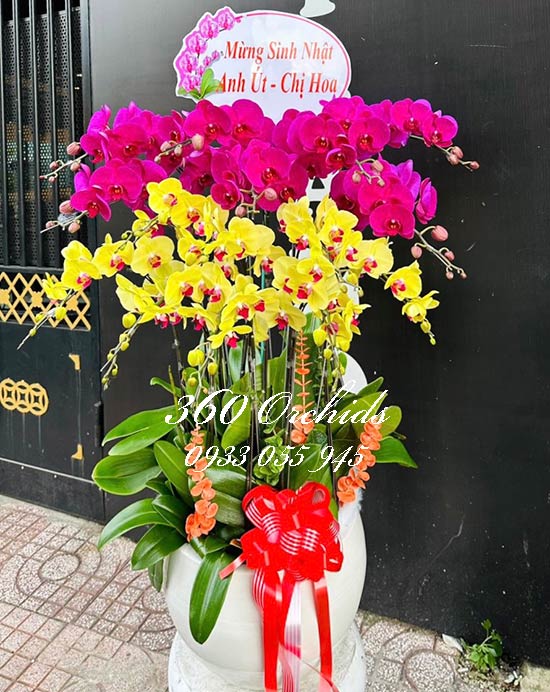 Chậu lan hồ điệp kết hợp - Khoe sắc rạng ngời
