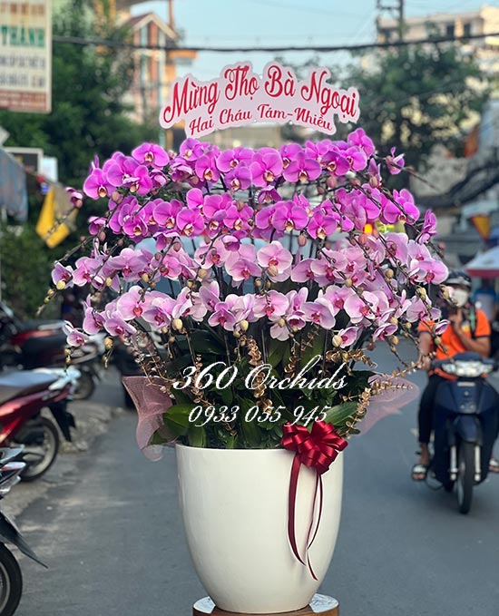 Chậu lan hồ điệp kết hợp - Hạnh phúc đời đời 