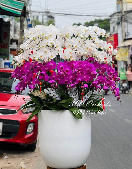 Chậu lan hồ điệp kết hợp - Đánh thức vẻ đẹp