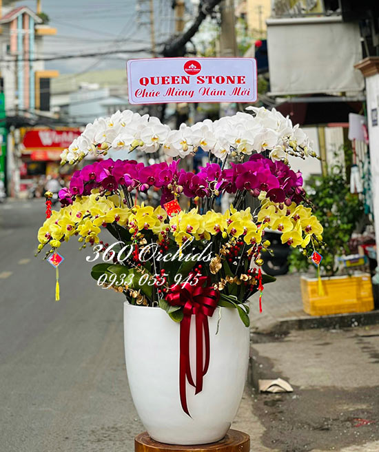 Chậu lan hồ điệp kết hợp - Sắc xuân vui