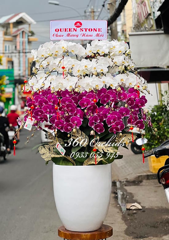Chậu lan hồ điệp kết hợp - Vạn sự phát tài