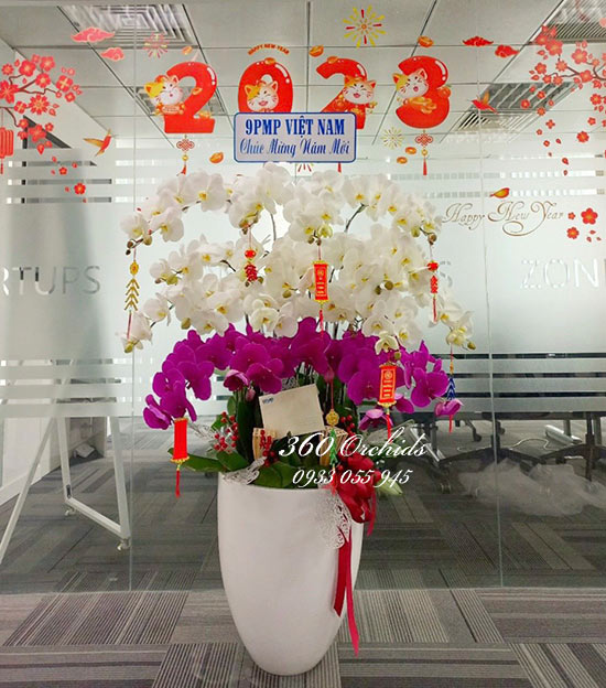 Chậu lan hồ điệp kết hợp - Hoan hỉ phát tài