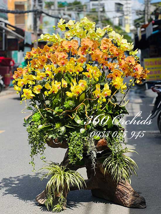 Lan hồ điệp kết hợp - Vẻ đẹp độc đáo
