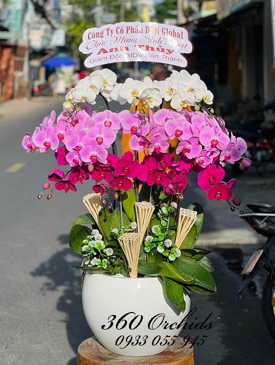 Chậu lan hồ điệp kết hợp - Vinh hoa phú quý