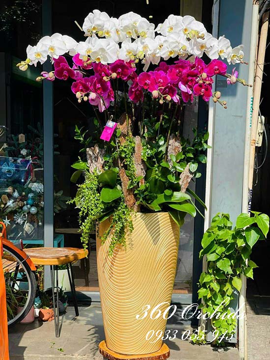 Chậu lan hồ điệp kết hợp - Sắc hoa tuyệt trần