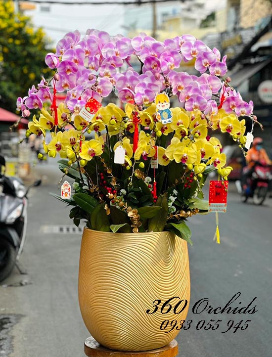 Chậu lan hồ điệp kết hợp - An khang phú quý