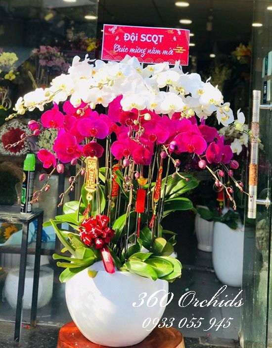 Chậu lan hồ điệp kết hợp - Hòa khí sinh tài