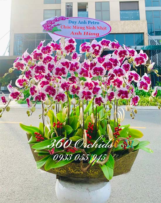 Chậu lan hồ điệp đột biến - Ánh sáng huy hoàng