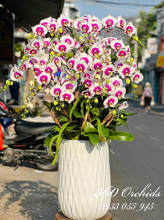Chậu lan hồ điệp đột biến - Sức sống mới