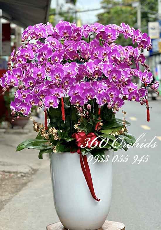 Chậu lan hồ điệp đột biến - Tăng vạn lộc
