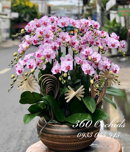 Chậu lan hồ điệp đột biến - Nét đẹp thanh lịch