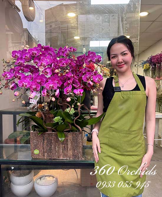 Chậu lan hồ điệp đột biến - Hưởng vạn niềm vui