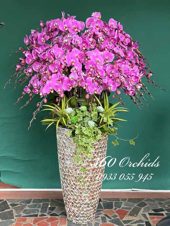 Chậu lan hồ điệp đột biến - Thịnh vượng trọn đời