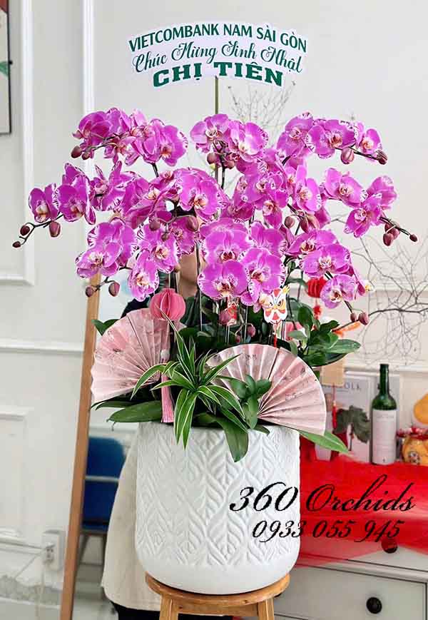 Chậu lan hồ điệp đột biến - Phồn vinh hạnh phúc