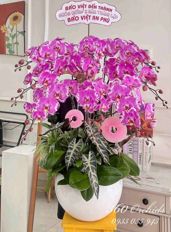 Chậu lan hồ điệp đột biến - Phú quý viên mãn