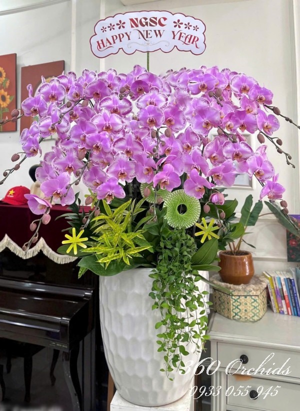 Chậu lan hồ điệp Tết - Phú quý bình an