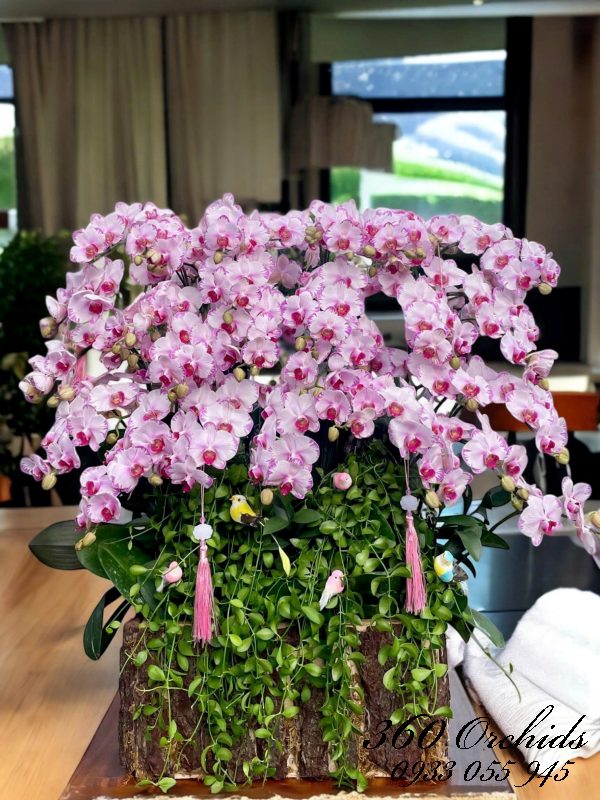Chậu lan hồ điệp tím mini - Phú quý trường an