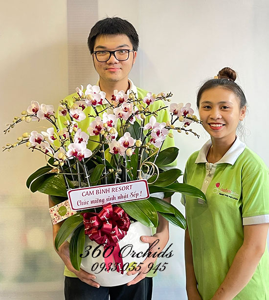 Chậu lan hồ điệp mini - Công danh thăng tiến