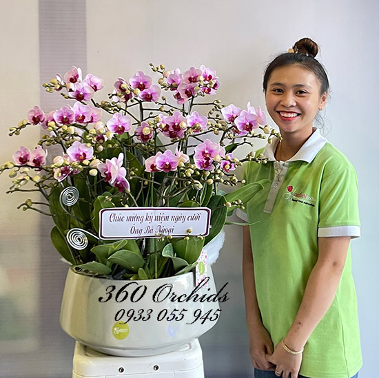 Chậu lan hồ điệp mini - Hạnh phúc đong đầy