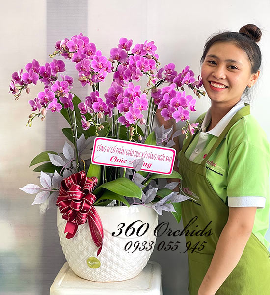 Chậu lan hồ điệp mini hồng - Phú quý vạn gia