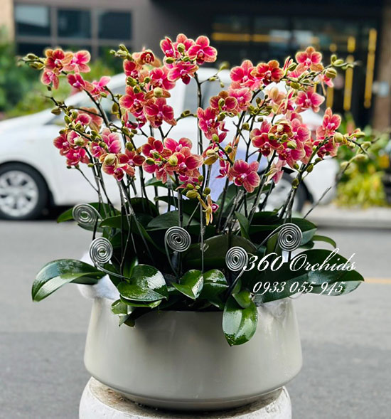 Chậu lan hồ điệp mini - Niềm vui nhỏ bé