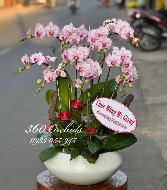 Chậu lan hồ điệp mini - Lời chúc tốt đẹp