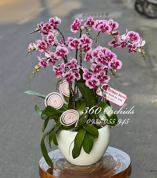 Chậu lan hồ điệp mini - Tài lộc vô biên